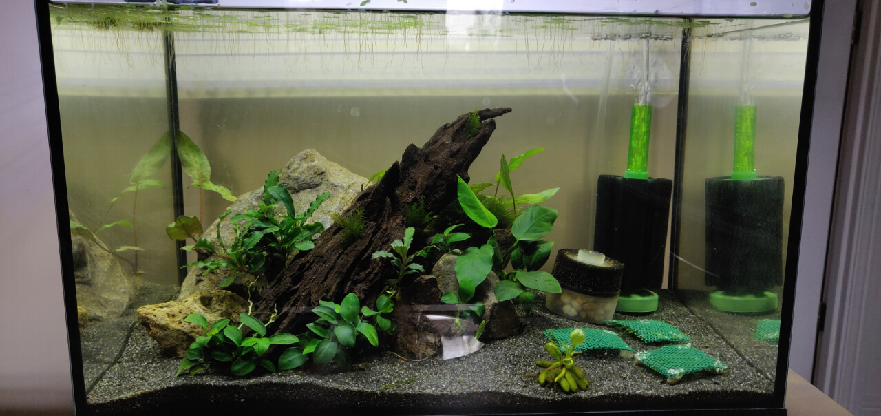 How to Set Up (and Maintain) a Brackish Tank