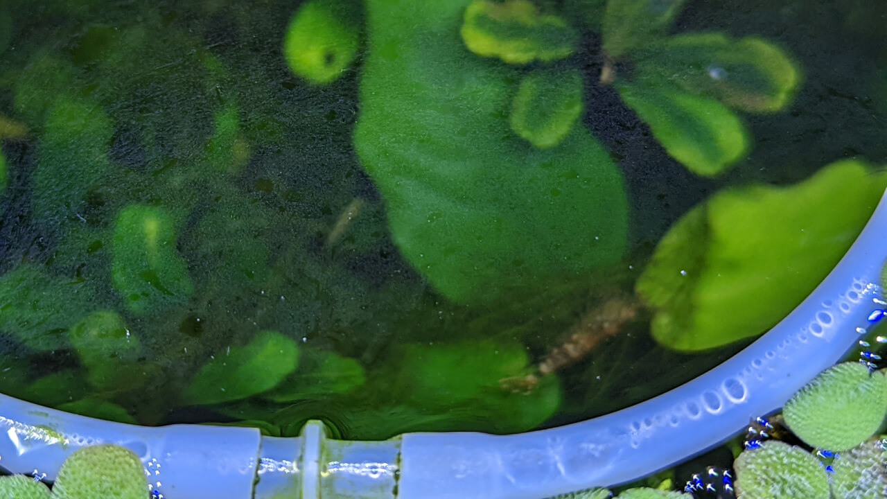 Bacter AE Shrimp Tank Treatment (35g) | Nutrients for Live Freshwater  Shrimp Food/Aquarium Water (Neocaridina, Amano, Red Cherry, Rili)