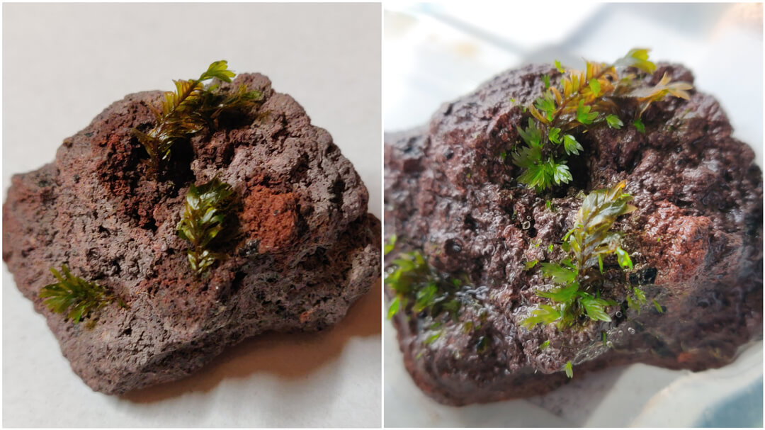 Progress of growing Fissidens Miroshaki moss on lava rocks