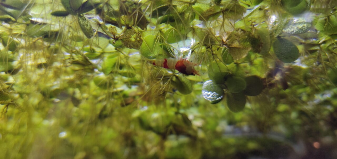 Crystal Red shrimp on Salvinia Natans
