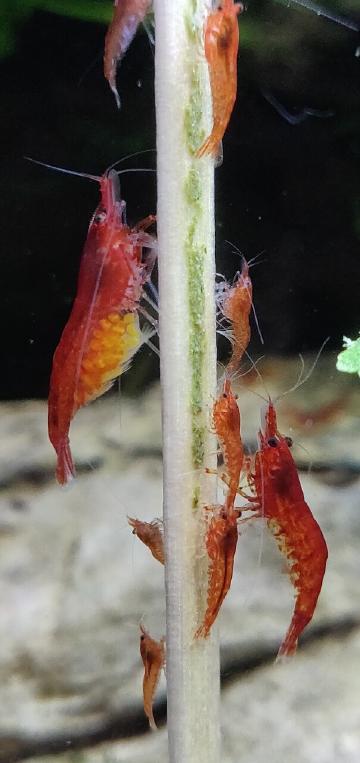 The Complete Guide To Feeding Cherry Shrimp Shrimp Science