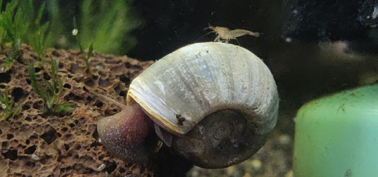 Snails in a Shrimp Tank