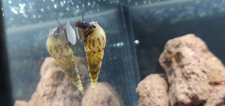 Shrimp and hot sale snail tank