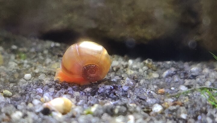 Snails in a Shrimp Tank - Pink Ramshorn Snail