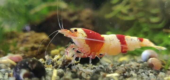 Shrimp | Shrimp Science