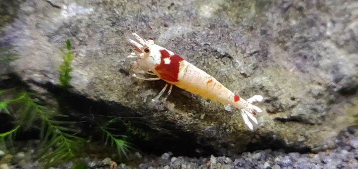 Shrimp | Shrimp Science